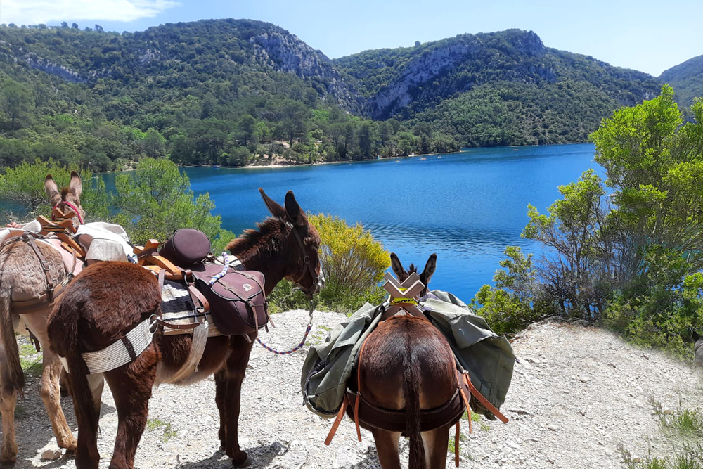 Rando-ânes au Lac de Sainte-Croix